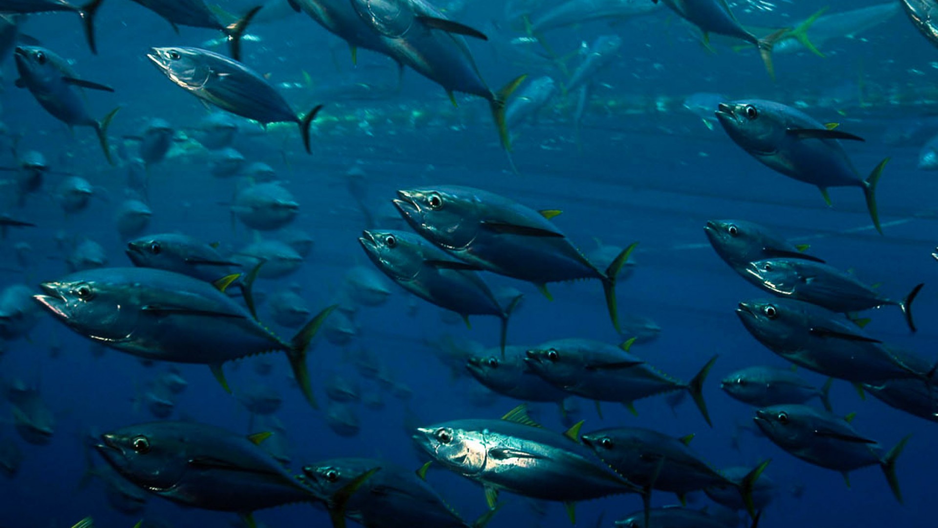 Tonnare di San Cusumano e Bonagia Tonni e Tonnare tour in VAN mezza giornata - Ab Vacanze Trapani