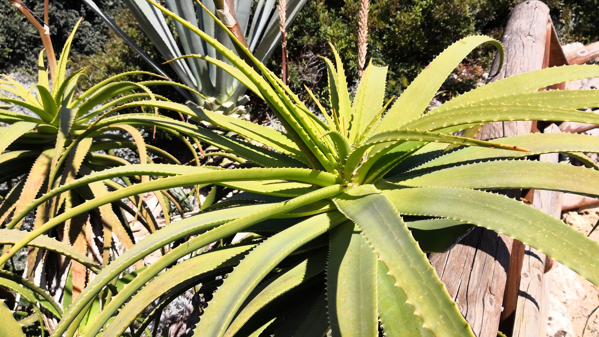 Cave di tufo marsalesi Percorso Botanico tour in VAN mezza giornata - Ab Vacanze Trapani