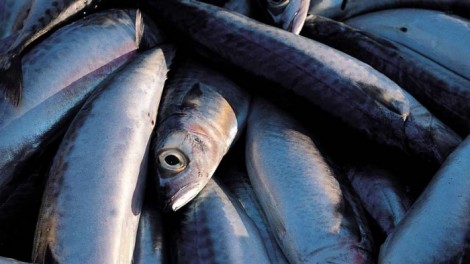Fotoricetta Sarde a linguata tipica Siciliana
