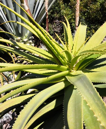 Foto Escursione Cave di tufo marsalesi Percorso Botanico tour in VAN mezza giornata