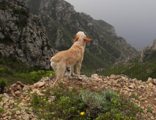 Foto Escursione Pizzo Falcone - Isola di Marettimo
